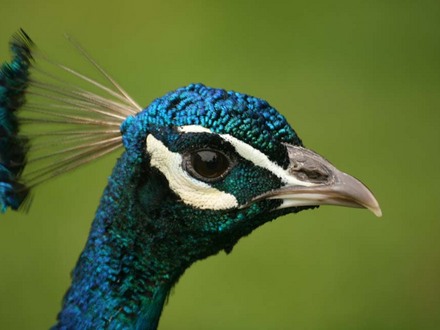 peacock