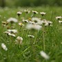 Daisies