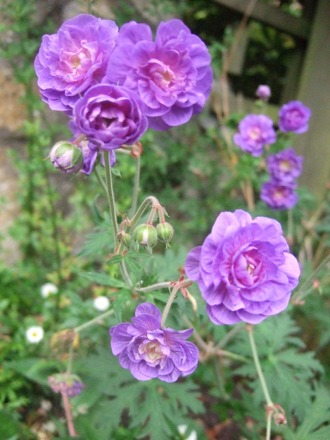 Geranium pratense 'Flore Pleno' (Geranium pratense 'Flore Pleno')