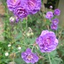 Geranium_pratense__flore_pleno_