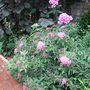Spiraea japonica  'Anthony Waterer' (Spiraea japonica (Japanese Spiraea))