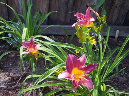 Purple D'Oro (Hemerocallis Purple D'Oro)