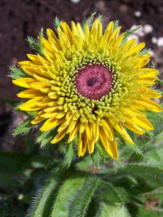 100_8926.jpg (Rudbeckia hirta 'Maya')