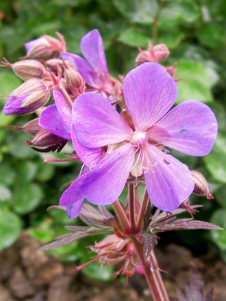 Geranium 'Midnight Reiter' (Geranium pratense (Meadow cranesbill))