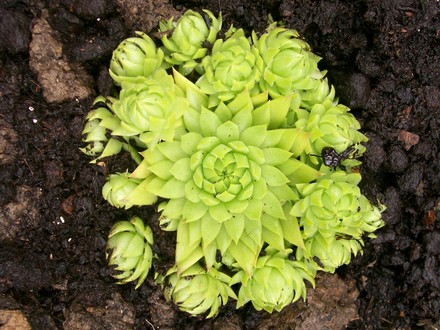 Jovibarba allionii (Sempervivum allionii)