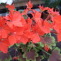 Angie_s_geranium_1
