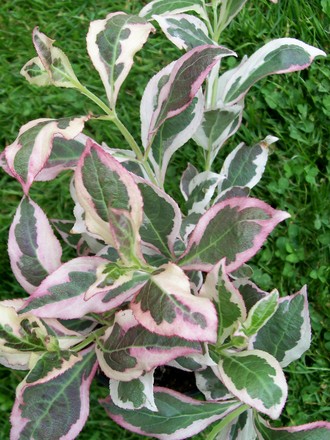 Weigela 'My Monet' (Weigela)