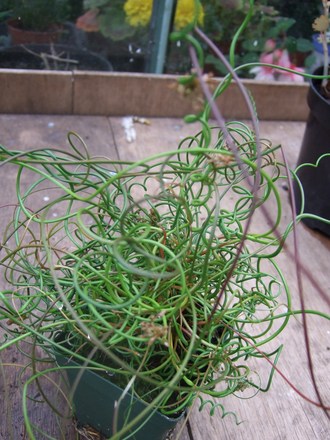 Juncus effusus f. spiralis (Juncus effusus f. spiralis)