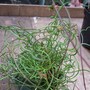 Juncus effusus