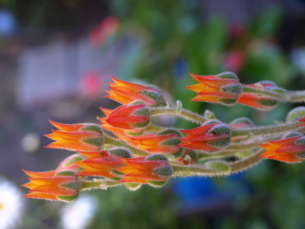 Succulent flowers