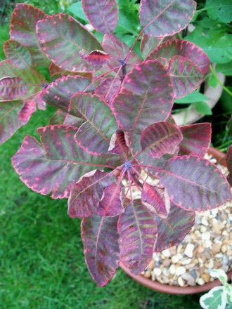 Smoke Bush 'Royal Purple' (Cotinus coggygria (Smoke bush))