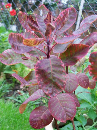 Smoke Bush 'Royal Purple' (Cotinus coggygria (Smoke bush))