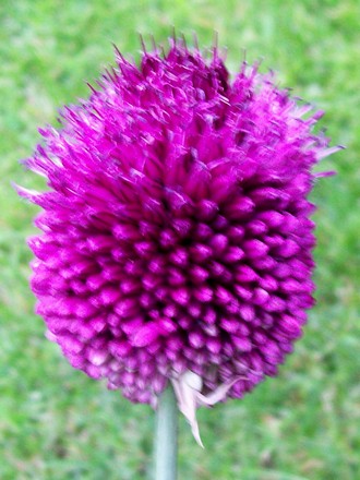 Allium sphaerocephalon (Allium sphaerocephalon (Round-headed leek))