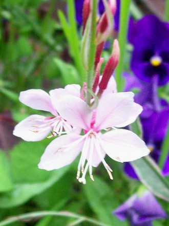 Gaura lindheimeri 'Pink Fizz' (Gaura lindheimeri (Gaura))
