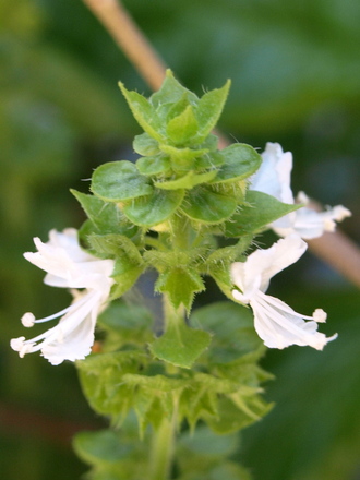 Basil