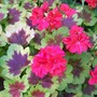 Fancy leaf Geranium (Pelargonium)