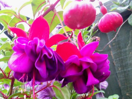 Big fat jucy double Fuchsia