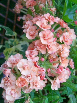 Peach double Verbena