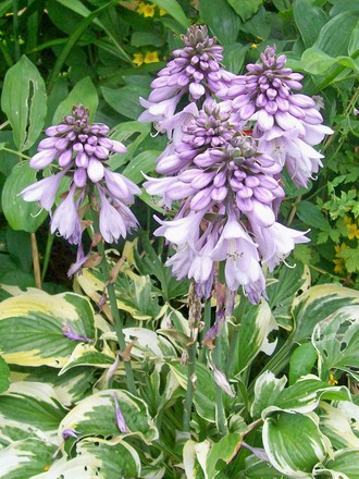 Hosta 'Wide Brim' (hosta)