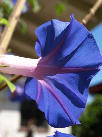 Morning Glory