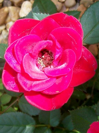 Patio Rose close up mmmmm very yummy! (Rosa)
