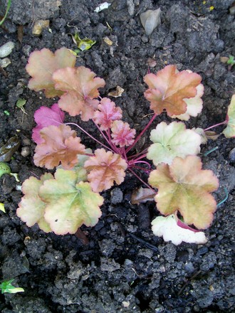 Heuchera 'Caramel' (Heuchera)
