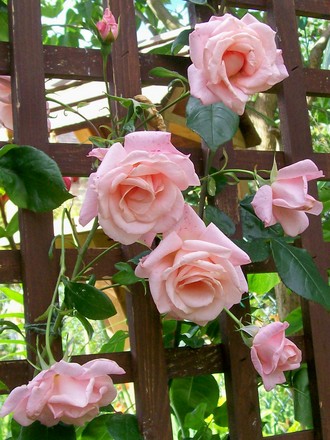 Climbing Rose 'High Hopes' (Rosa 'High Hopes')