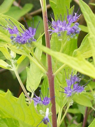 Caryopteris 'Worcester Gold' (Caryopteris x clandonensis)