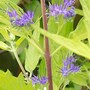 Caryopteris 'Worcester Gold' (Caryopteris x clandonensis)