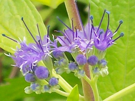 Caryopteris - Close up (Caryopteris x clandonensis)