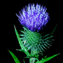 Thistle pollen (Onopordum acanthium (Scotch thistle))