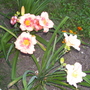 100_0942.jpg
