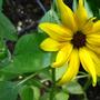 Sunflower2