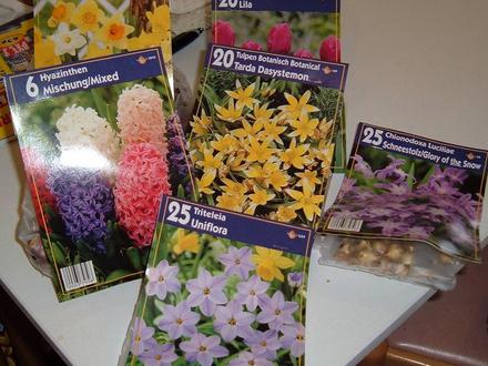 spring bulbs