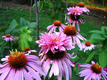 echinacea 'doubledecker'    If you're looking for an oddity !
