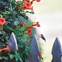 Campsis radicans