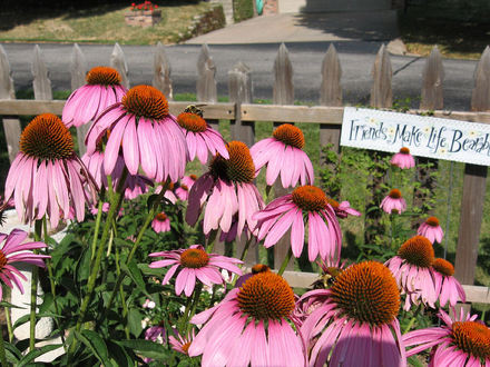 Purple Coneflowers (Echinacea)