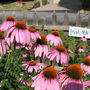 Coneflowerweb