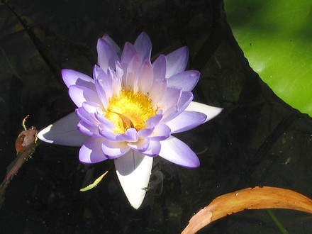 Nymphaea violacea. (Nymphaea violacea.)