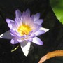 Nymphaea_violacea