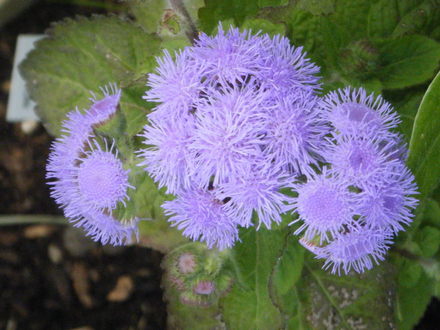 Ageretum