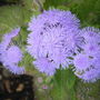 Ageretum