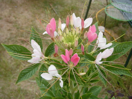 Cleome