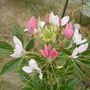 Cleome