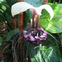 Tacca integrifolia. ( bat flower ) (Tacca integrifolia.)