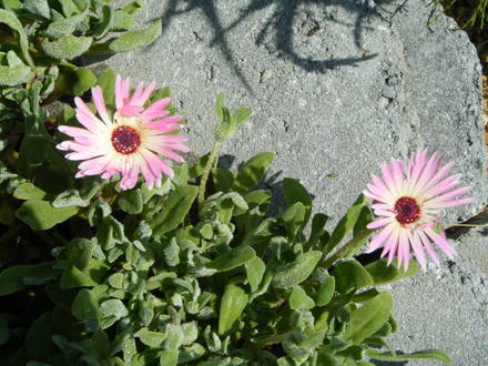 livingstone daisy