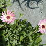 livingstone daisy