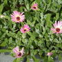 livingstone daisy