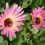 lvingstone daisy close up