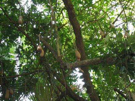 Kigelia africana. ( Sausage tree ). (Kigelia africana (Sausage Tree))